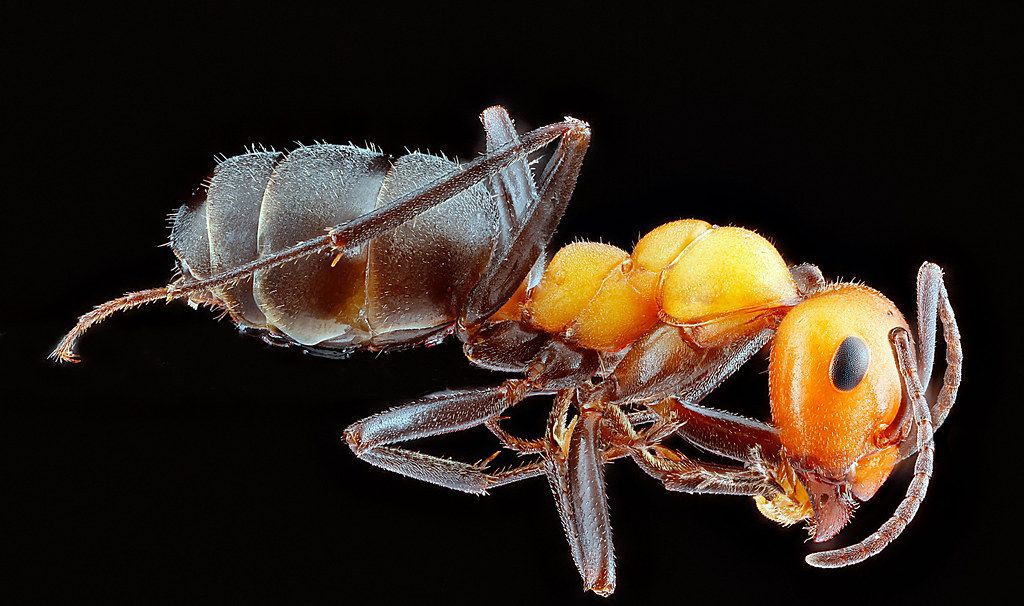 Ant Control service in College Station, TX