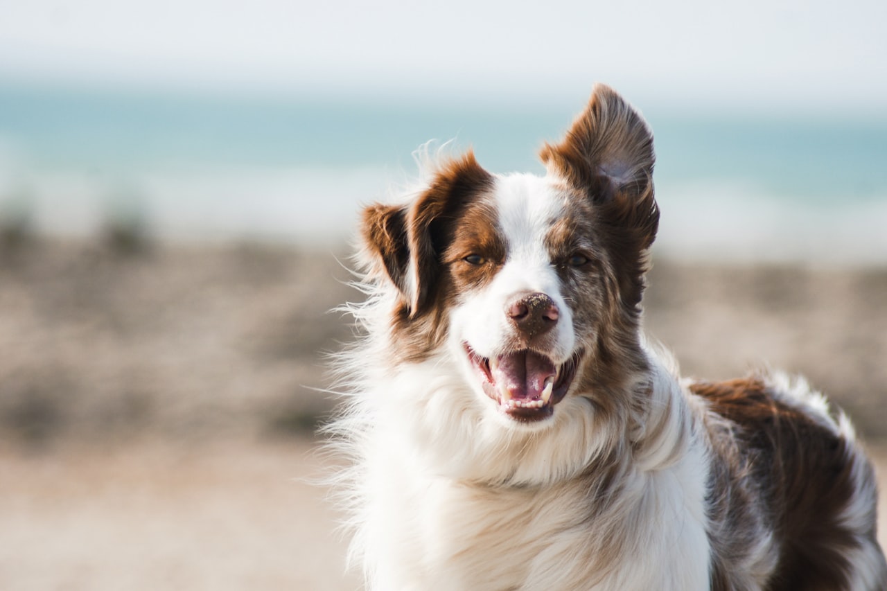 Flea & Tick Control service in College Station, TX