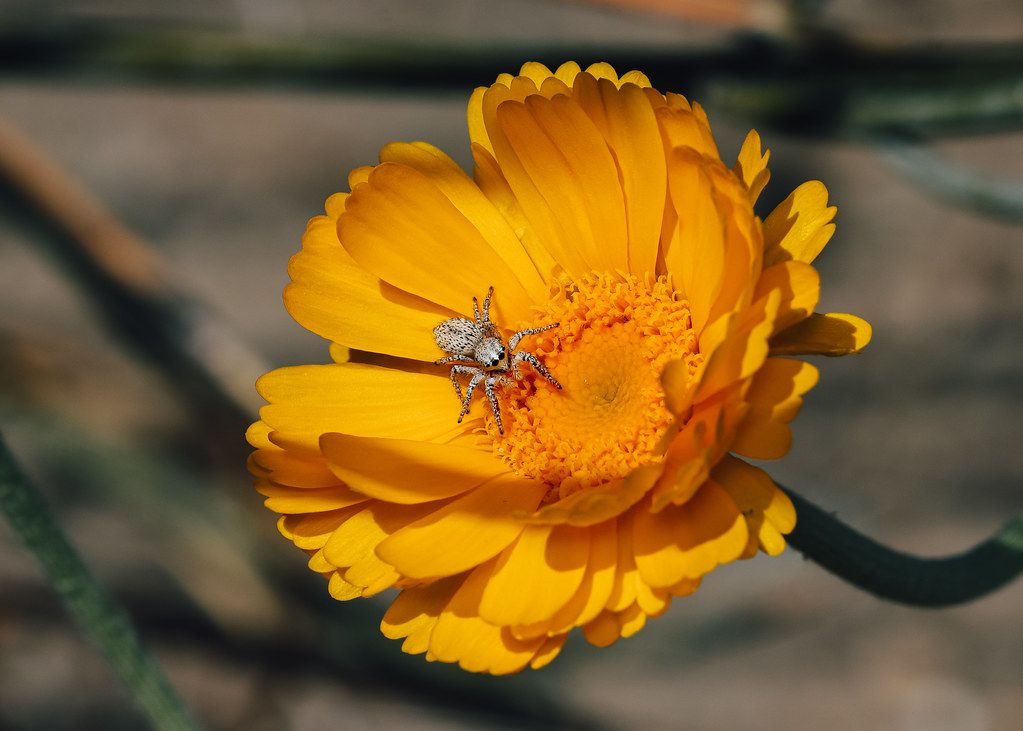 Spider Control service in College Station, TX